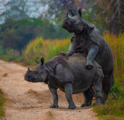 Assam Wildlife Tours