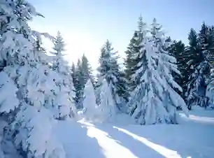 Dhanaulti Tour Package