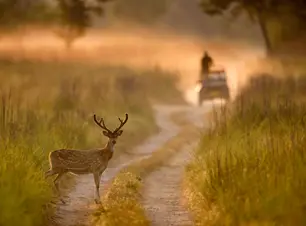 Jim Corbett Tour Package