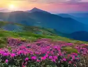 Valley of Flowers Trek